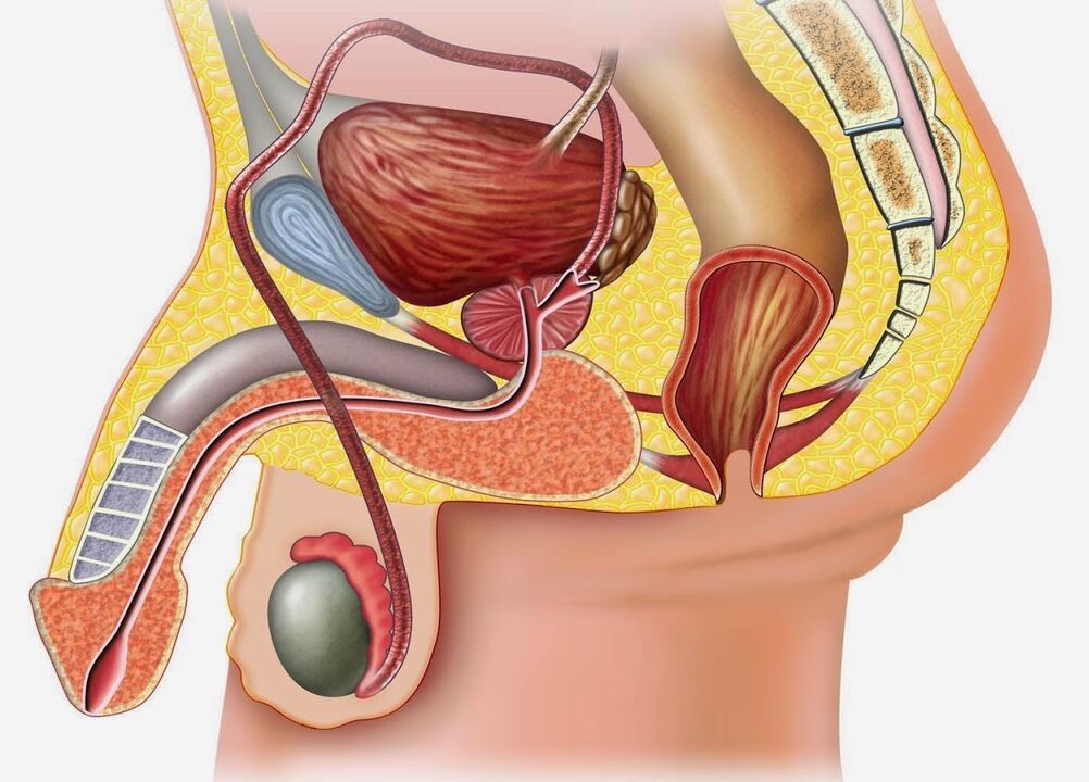 La estructura de la glándula prostática y los tejidos circundantes.